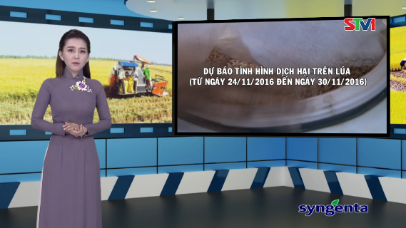Thông tin dịch hại Nông nghiệp 23-11-2016