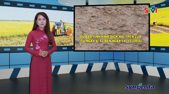 Thông tin dịch hại Nông nghiệp 07-12-2016