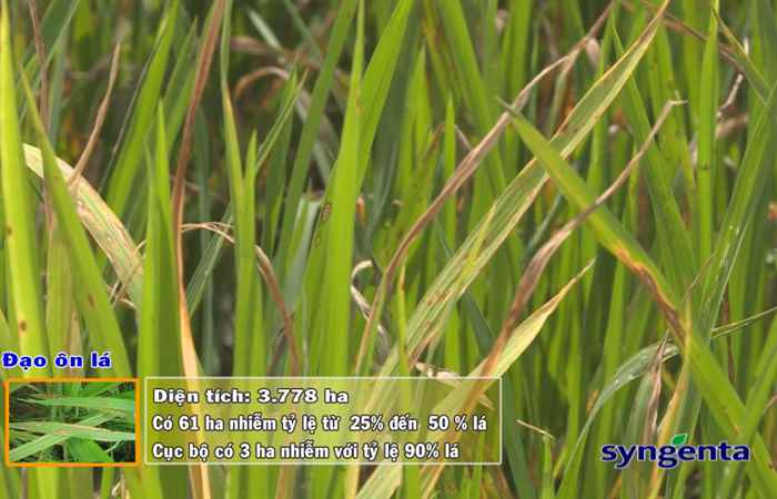 Thông tin dịch hại Nông nghiệp 01-08-2018