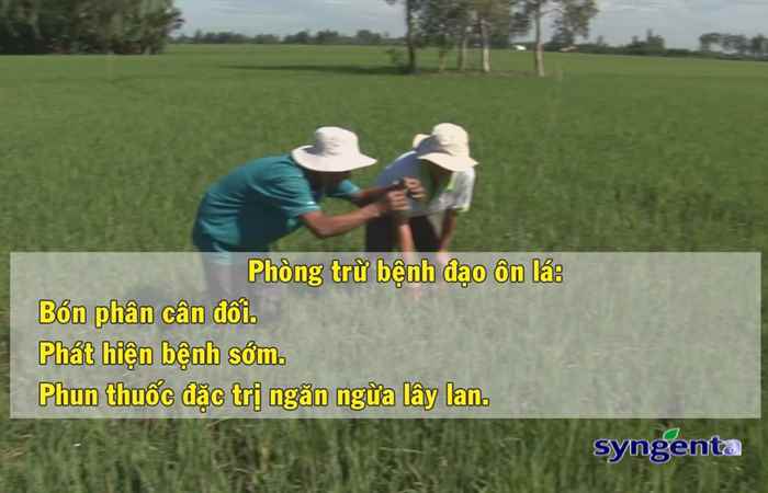 Thông tin dịch hại Nông nghiệp 01-11-2017
