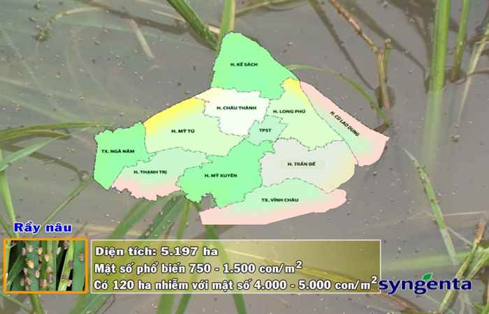 Thông tin dịch hại Nông nghiệp 02-08-2017