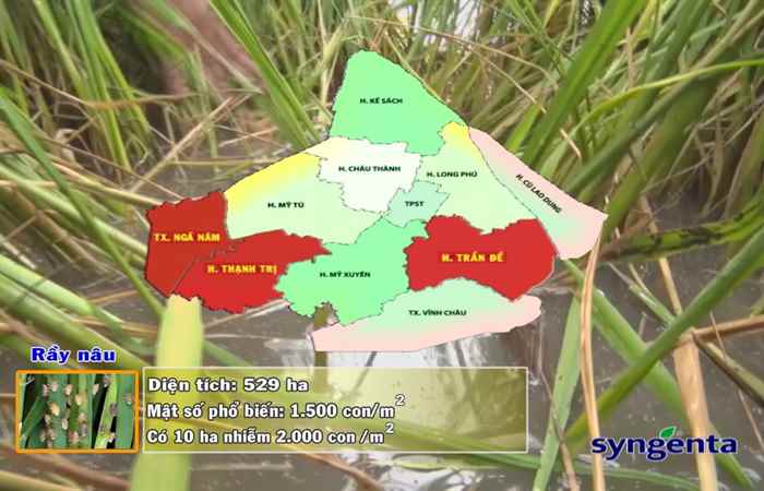 Thông tin dịch hại Nông nghiệp (từ ngày 28-6 đến 10-7-2019)