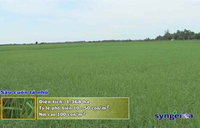 Thông tin dịch hại Nông nghiệp 04-07-2018