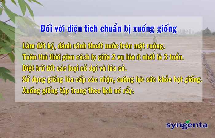 Thông tin dịch hại Nông nghiệp 04-10-2017