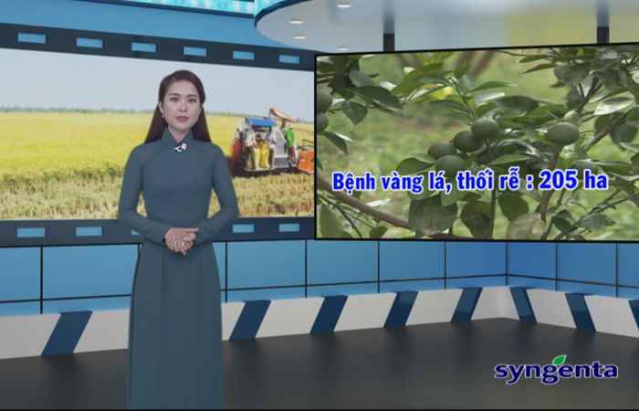Thông tin dịch hại Nông nghiệp 05-04-2017