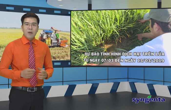 Thông tin dịch hại Nông nghiệp 06-03-2019
