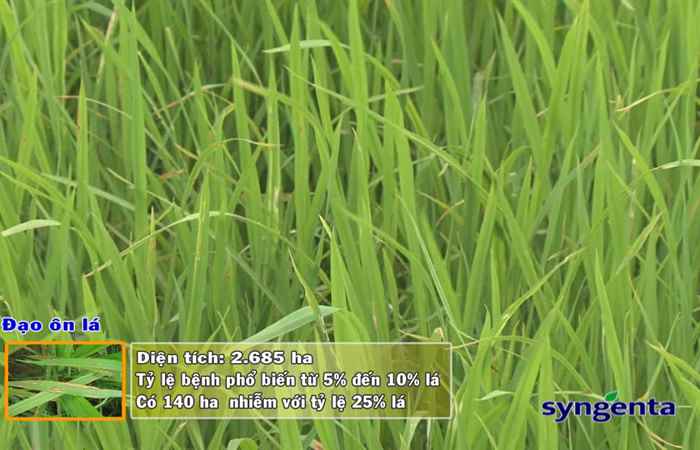 Thông tin dịch hại Nông nghiệp 06-06-2018
