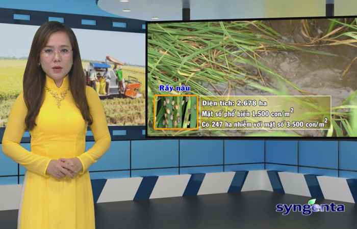 Thông tin dịch hại Nông nghiệp 06-12-2017