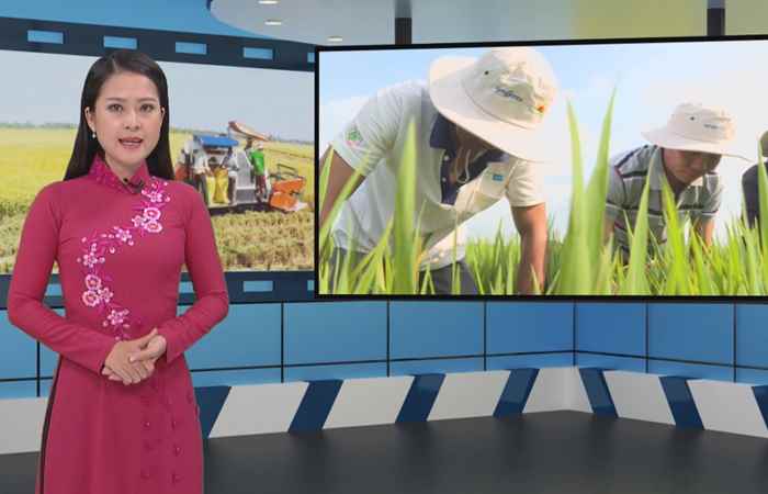 Thông tin dịch hại Nông nghiệp 07-02-2018