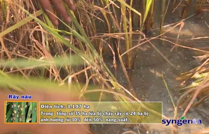 Thông tin dịch hại Nông nghiệp 07-03-2018