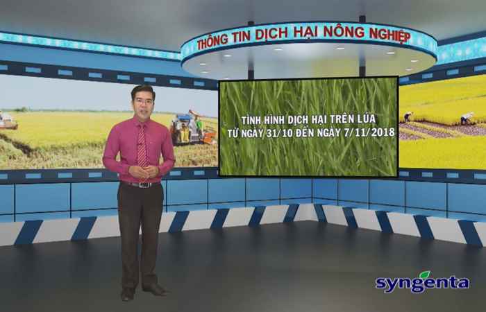 Thông tin dịch hại Nông nghiệp 07-11-2018