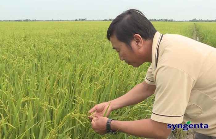 Thông tin dịch hại Nông nghiệp 08-08-2018