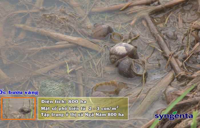 Thông tin dịch hại Nông nghiệp 09-05-2018