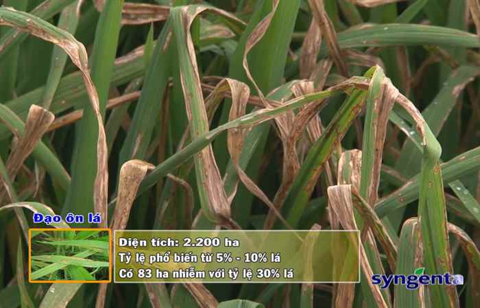 Thông tin dịch hại Nông nghiệp 09-11-2017