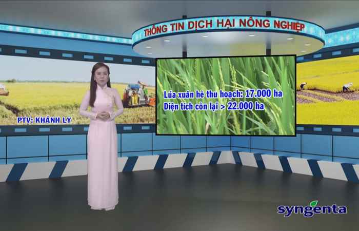 Thông tin dịch hại Nông nghiệp 12-04-2017