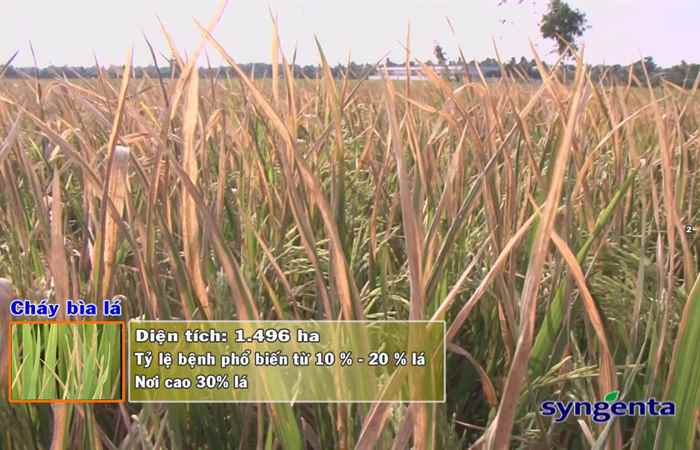 Thông tin dịch hại Nông nghiệp 11-04-2018