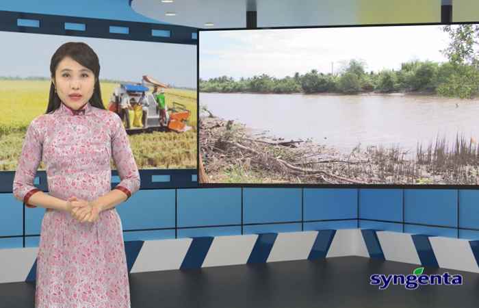 Thông tin dịch hại Nông nghiệp 13-02-2019