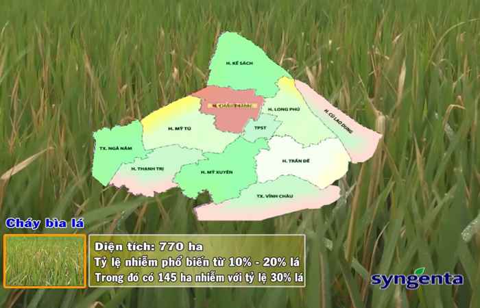 Thông tin dịch hại Nông nghiệp 13-03-2019