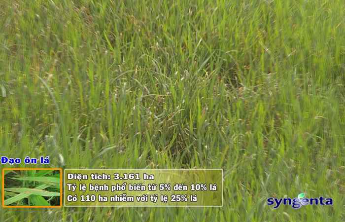 Thông tin dịch hại Nông nghiệp 13-06-2018