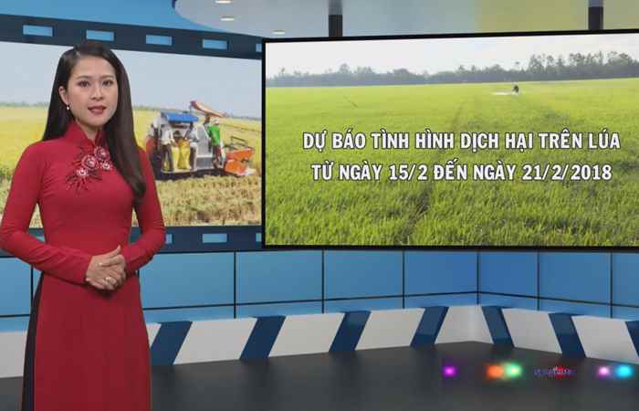 Thông tin dịch hại Nông nghiệp 14-02-2018