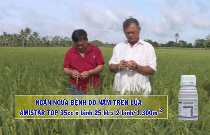 Thông tin dịch hại Nông nghiệp (14-08-2019)