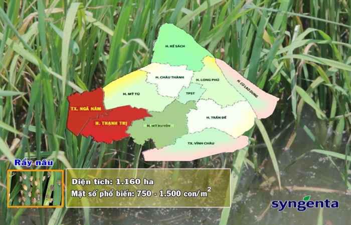 Thông tin dịch hại Nông nghiệp (15-01-2020)