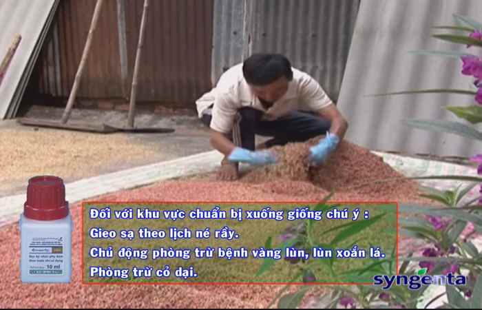 Thông tin dịch hại Nông nghiệp 17-05-2017