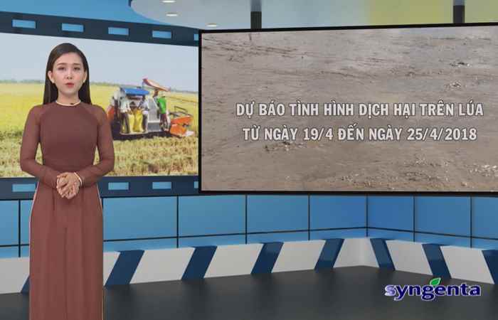 Thông tin dịch hại Nông nghiệp 18-04-2018