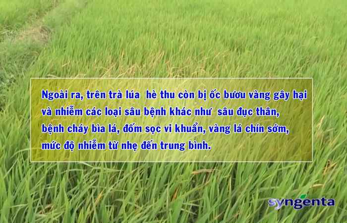 Thông tin dịch hại Nông nghiệp 19-06-2019