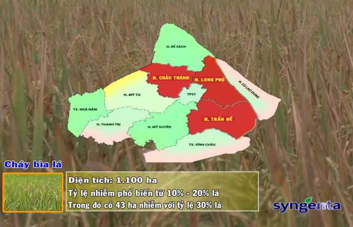 Thông tin dịch hại Nông nghiệp 20-02-2019