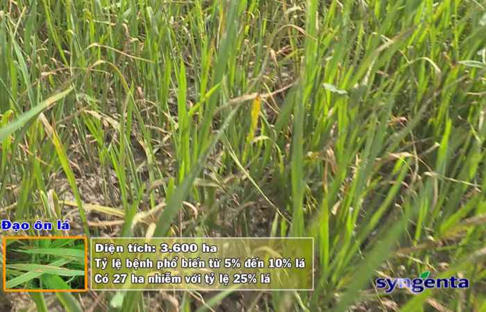 Thông tin dịch hại Nông nghiệp 20-06-2018