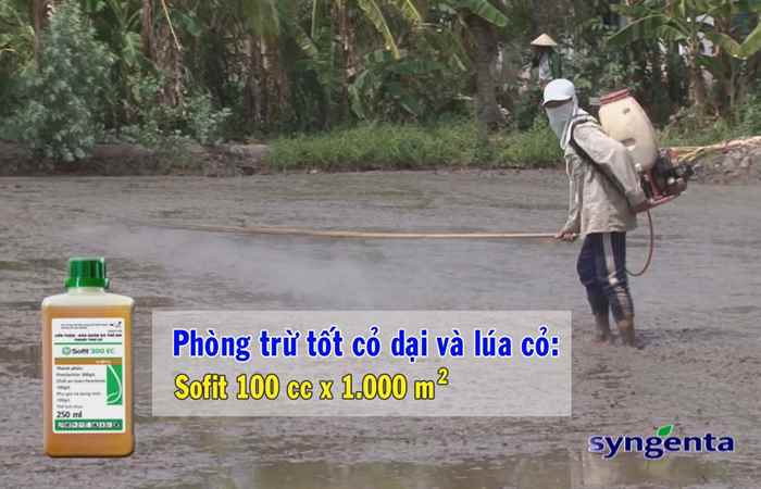 Thông tin dịch hại Nông nghiệp 20-09-2017