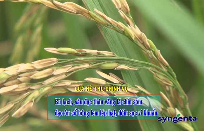 Thông tin dịch hại Nông nghiệp 21-06-2017