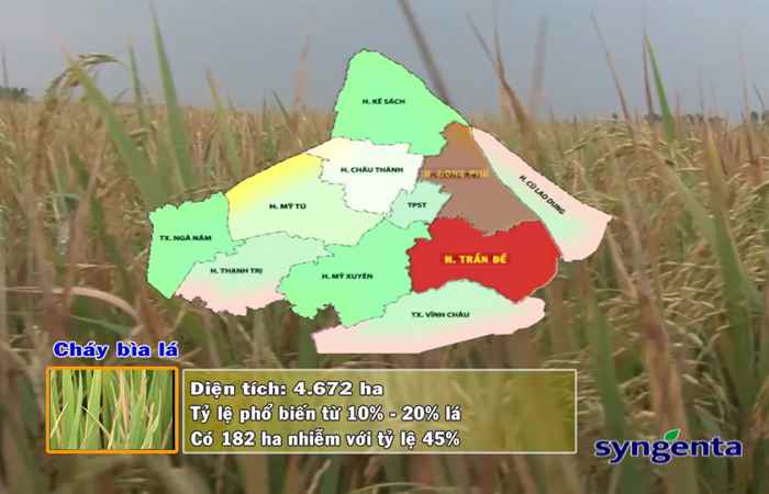 Thông tin dịch hại Nông nghiệp 20-12-2017