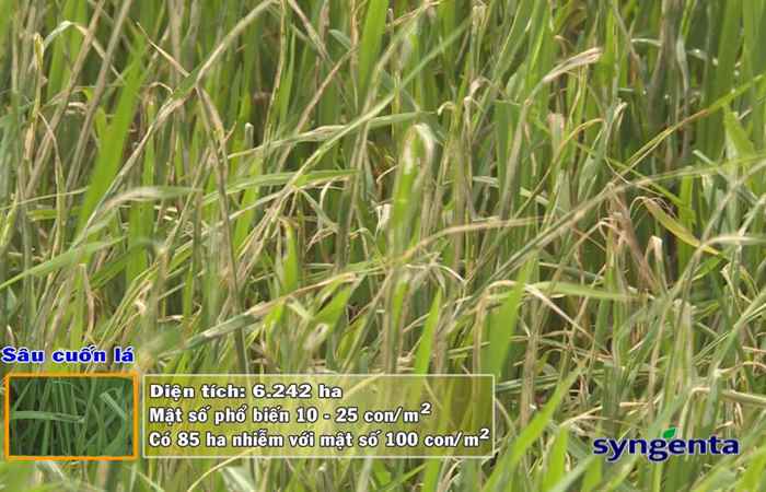 Thông tin dịch hại Nông nghiệp 25-07-2018
