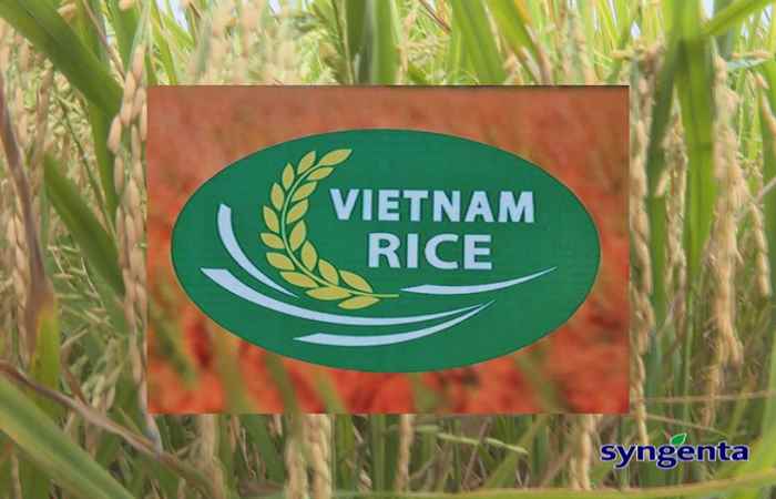 Thông tin dịch hại Nông nghiệp 26-12-2018