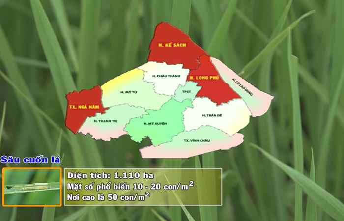 Thông tin dịch hại Nông nghiệp 27-02-2019