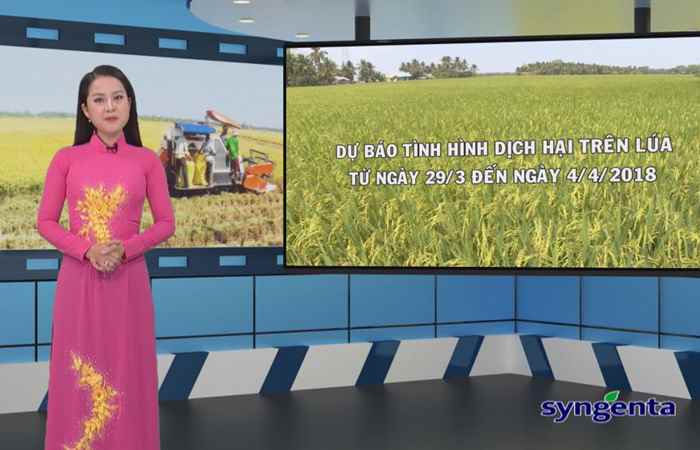 Thông tin dịch hại Nông nghiệp 28-03-2018
