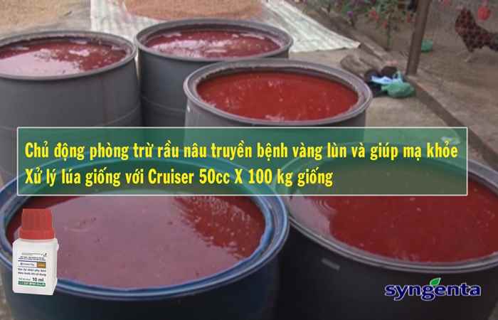 Thông tin dịch hại Nông nghiệp 29-11-2017