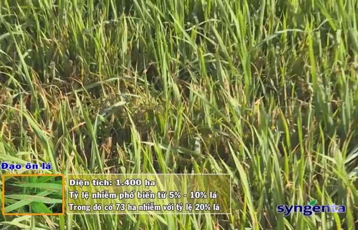 Thông tin dịch hại Nông nghiệp 30-01-2019