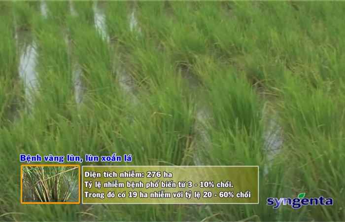 Thông tin dịch hại Nông nghiệp 30-05-2018