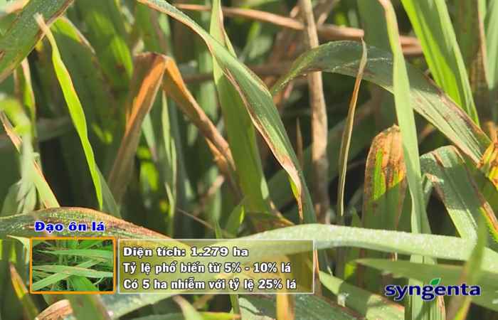 Thông tin dịch hại Nông nghiệp 31-01-2018