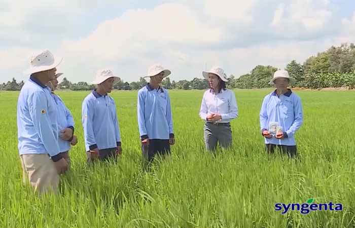Thông tin dịch hại Nông nghiệp (31-07-2019)