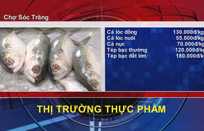 Thông tin Dịch vụ, Thị trường (17-02-2022)