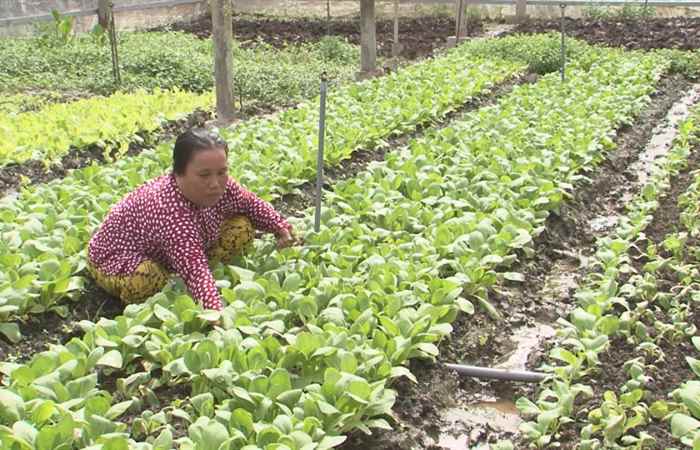 Tích cực hỗ trợ sản xuất rau an toàn ở thị xã Ngã Năm