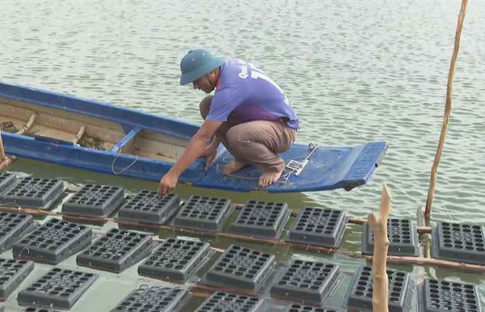Tiềm năng phát triển mô hình nuôi cua biển thương phẩm trong hộp nhựa 