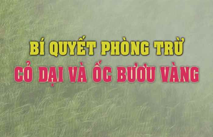 Tiến tới kiến thức vàng 01-06-2018
