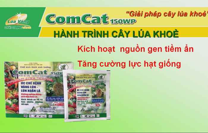 Tiến tới kiến thức vàng 06-10-2017