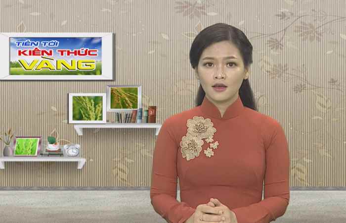 Tiến tới kiến thức vàng 17-05-2019