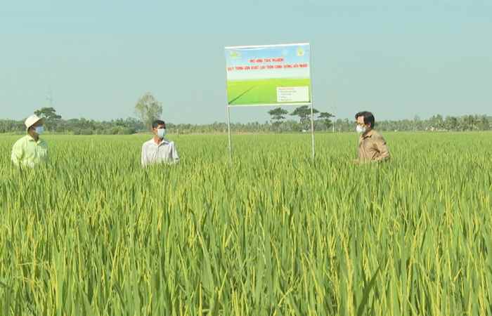 Tiếp sức cùng Nông dân - VFC Cánh đồng hội nhập (10-12-2021)